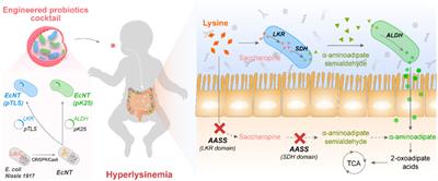 Engineered probiotic cocktail with two cascade metabolic Escherichia coli for the treatment of hyperlysinemia